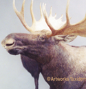 moose